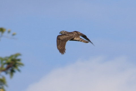 トリミング 2015/12月 TAMRONsp70-300+7D2 焦点距離300mm F8 ss1/500 ISO100 Case3