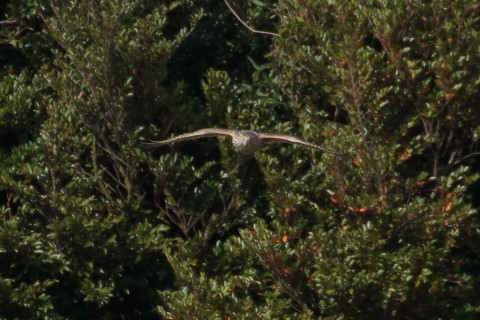 トリミング 2015/12月 TAMRONsp70-300+7D2 焦点距離300mm F8 ss1/1250 ISO800 Case2