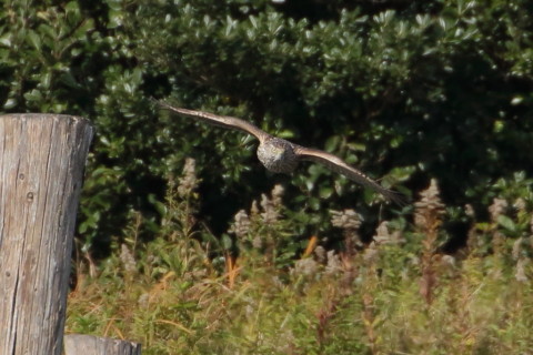 トリミング 2015/12月 TAMRONsp70-300+7D2 焦点距離300mm F8 ss1/1250 ISO1000 Case2