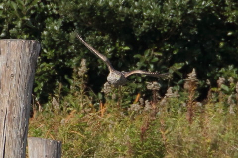 トリミング 2015/12月 TAMRONsp70-300+7D2 焦点距離300mm F8 ss1/1250 ISO1000 Case2