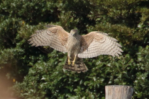 トリミング 2015/12月 TAMRONsp70-300+7D2 焦点距離300mm F8 ss1/1250 ISO800 Case2