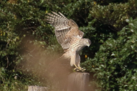 トリミング 2015/12月 TAMRONsp70-300+7D2 焦点距離300mm F8 ss1/1250 ISO640 Case2