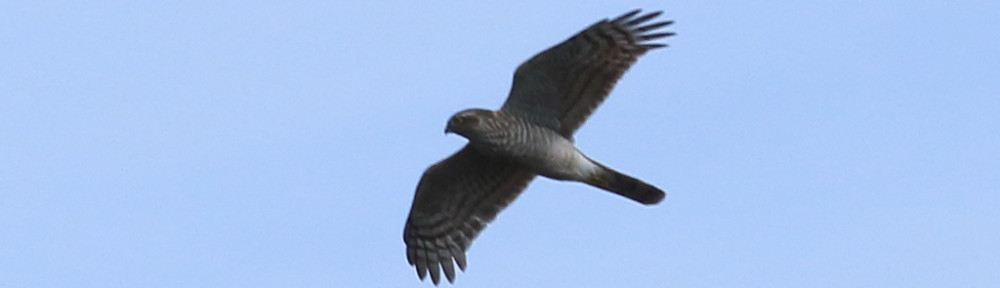 にわかカメラマンの撮ってみた!!（N'sHOME別館）