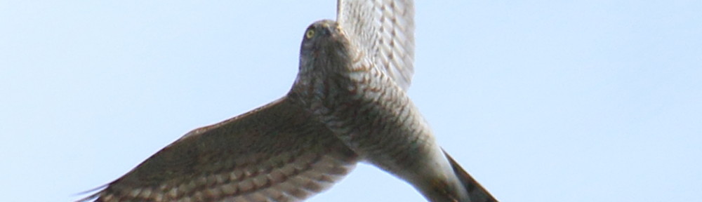 にわかカメラマンの撮ってみた!!（N'sHOME別館）