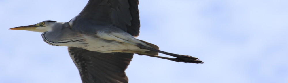 にわかカメラマンの撮ってみた!!（N'sHOME別館）