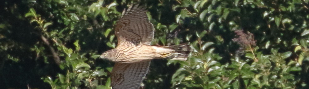 にわかカメラマンの撮ってみた!!（N'sHOME別館）