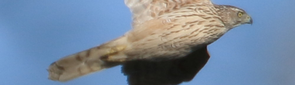 にわかカメラマンの撮ってみた!!（N'sHOME別館）