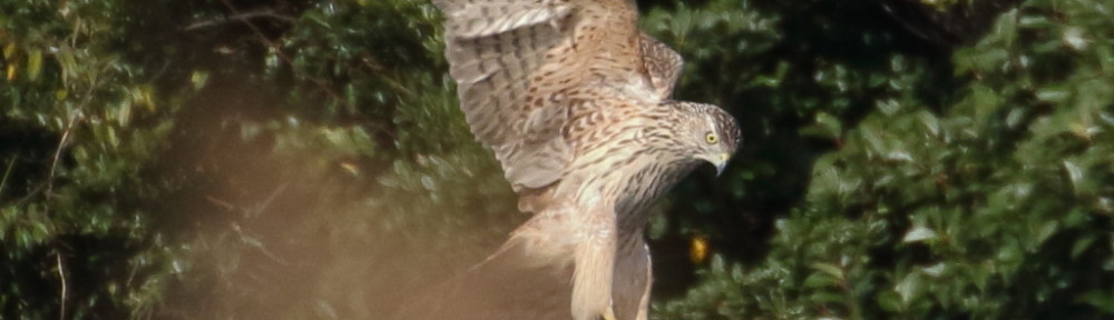 にわかカメラマンの撮ってみた!!（N'sHOME別館）