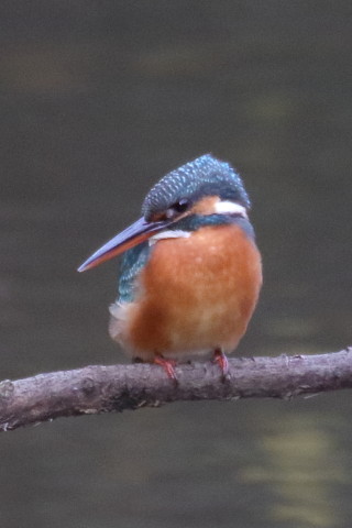 トリミング 2015/12月 TAMRONsp70-300+7D2 焦点距離300mm F8 ss1/250 ISO1600