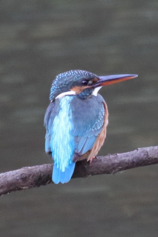 トリミング 2015/12月 TAMRONsp70-300+7D2 焦点距離300mm F8 ss1/250 ISO1600