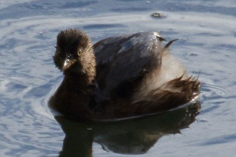 トリミング 2015/12月 TAMRONsp70-300+7D2 焦点距離300mm F8 ss1/640 ISO250