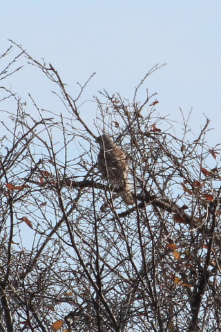 トリミング 2015/12月 TAMRONsp70-300+7D2 焦点距離300mm F8 ss1/1250 ISO400