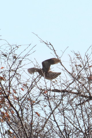 トリミング 2015/12月 TAMRONsp70-300+7D2 焦点距離300mm F8 ss1/1250 ISO640 Case3