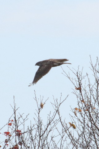 トリミング 2015/12月 TAMRONsp70-300+7D2 焦点距離300mm F8 ss1/1250 ISO320 Case3