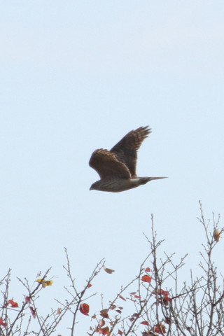 トリミング 2015/12月 TAMRONsp70-300+7D2 焦点距離300mm F8 ss1/1250 ISO320 Case3