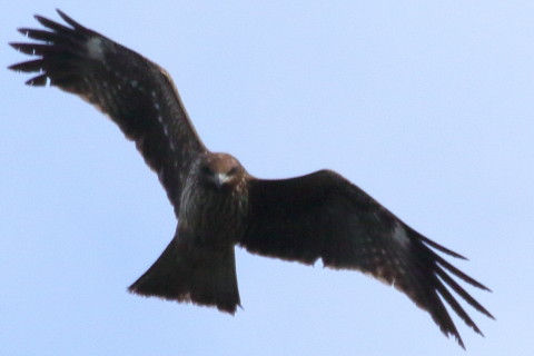 トリミング 2015/12月 TAMRONsp70-300+7D2 焦点距離300mm F8 ss1/1250 ISO250 Case3