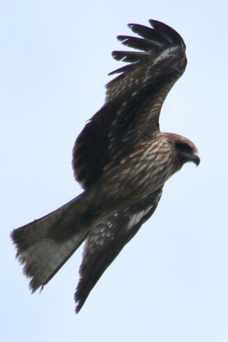 トリミング 2015/12月 TAMRONsp70-300+7D2 焦点距離300mm F8 ss1/1250 ISO320 Case3