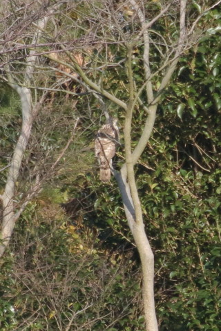 トリミング 2015/12月 TAMRONsp70-300+7D2 焦点距離300mm F8 ss1/1000 ISO500