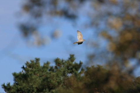 2015/12月 TAMRONsp70-300+7D2 焦点距離300mm F8 ss1/1000 ISO200 Case3