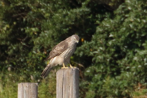 トリミング 2015/12月 TAMRONsp70-300+7D2 焦点距離300mm F8 ss1/1250 ISO800