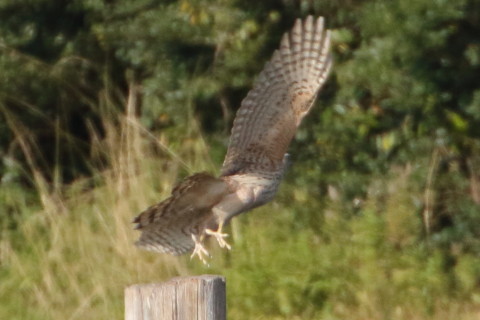 トリミング 2015/12月 TAMRONsp70-300+7D2 焦点距離300mm F8 ss1/1250 ISO640 Case2