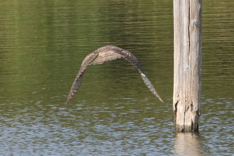 トリミング 2015/12月 TAMRONsp70-300+7D2 焦点距離300mm F8 ss1/1250 ISO800 Case2