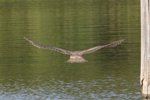 トリミング 2015/12月 TAMRONsp70-300+7D2 焦点距離300mm F8 ss1/1250 ISO800 Case2