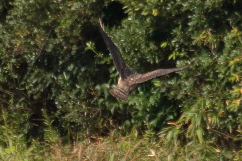 トリミング 2015/12月 TAMRONsp70-300+7D2 焦点距離300mm F8 ss1/1250 ISO500 Case2