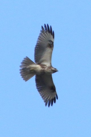 トリミング 2015/12月 TAMRONsp70-300+7D2 焦点距離300mm F8 ss1/1000 ISO300 Case2