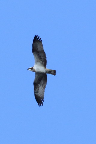 トリミング 2015/12月 TAMRONsp70-300+7D2 焦点距離300mm F8 ss1/640 ISO200 Case2