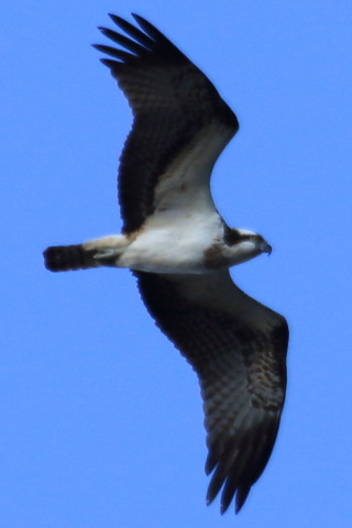 トリミング 2015/12月 TAMRONsp70-300+7D2 焦点距離300mm F8 ss1/640 ISO200 Case2