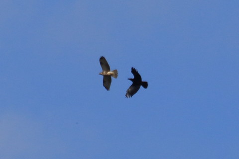 トリミング 2015/12月 TAMRONsp70-300+7D2 焦点距離300mm F8 ss1/1600 ISO250 Case3