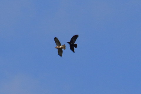 トリミング 2015/12月 TAMRONsp70-300+7D2 焦点距離300mm F8 ss1/1600 ISO250 Case3