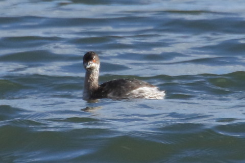 トリミング 2015/12月 TAMRONsp70-300+7D2 焦点距離300mm F8 ss1/1600 ISO500