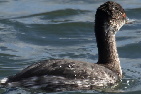 トリミング 2015/12月 TAMRONsp70-300+7D2 焦点距離300mm F8 ss1/1250 ISO500