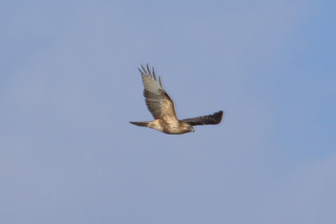 トリミング 2015/12月 TAMRONsp70-300+7D2 焦点距離300mm F8 ss1/800 ISO160 Case3