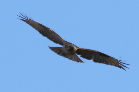 トリミング 2015/12月 TAMRONsp70-300+7D2 焦点距離300mm F8 ss1/800 ISO160 Case3