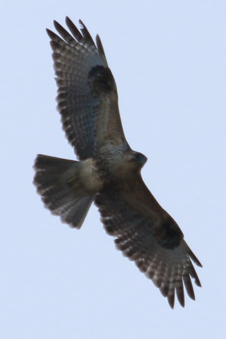 トリミング 2015/12月 TAMRONsp70-300+7D2 焦点距離300mm F8 ss1/800 ISO160 Case3