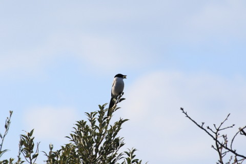 2015/12月 TAMRONsp70-300+7D2 焦点距離300mm F8 ss1/1000 ISO200