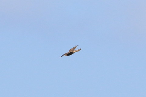 トリミング 2015/12月 TAMRONsp70-300+7D2 焦点距離300mm F8 ss1/1000 ISO250 Case3