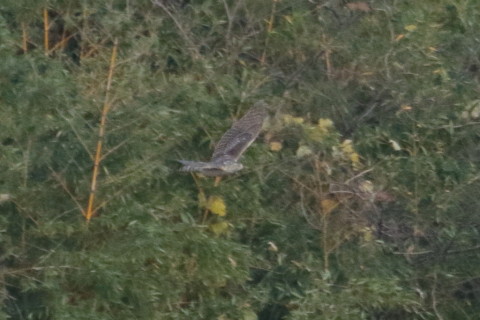 トリミング 2015/12月 TAMRONsp70-300+7D2 焦点距離300mm F8 ss1/1000 ISO1600 Case3