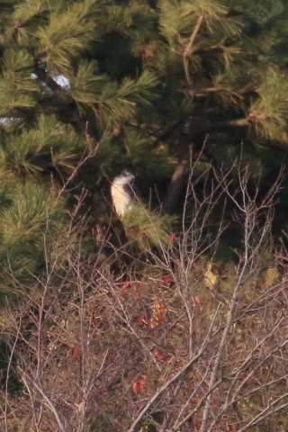 トリミング 2015/12月 TAMRONsp70-300+7D2 焦点距離300mm F8 ss1/800 ISO800