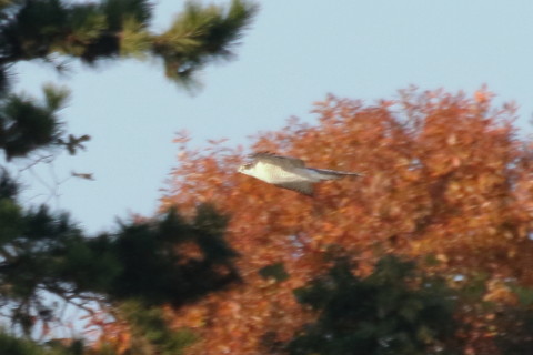 トリミング 2015/12月 TAMRONsp70-300+7D2 焦点距離300mm F8 ss1/1000 ISO1250 Case3