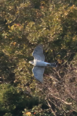 トリミング 2015/12月 TAMRONsp70-300+7D2 焦点距離300mm F8 ss1/1000 ISO1000 Case3