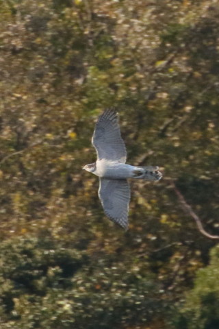 トリミング 2015/12月 TAMRONsp70-300+7D2 焦点距離300mm F8 ss1/1000 ISO1000 Case3
