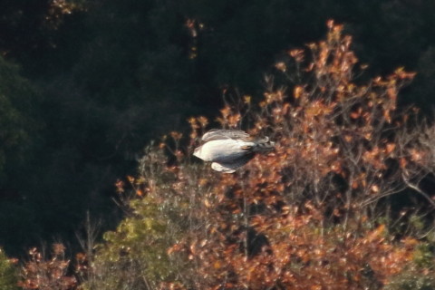 トリミング 2015/12月 TAMRONsp70-300+7D2 焦点距離300mm F8 ss1/1000 ISO1250 Case3