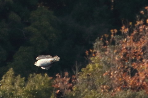 トリミング 2015/12月 TAMRONsp70-300+7D2 焦点距離300mm F8 ss1/1000 ISO1250 Case3