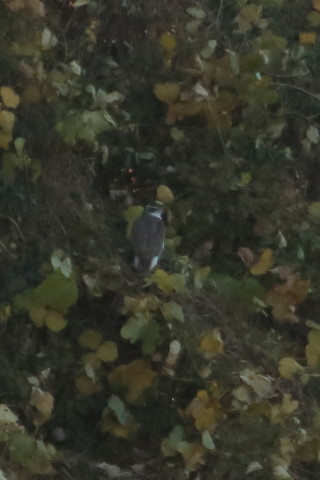 トリミング 2015/12月 TAMRONsp70-300+7D2 焦点距離300mm F8 ss1/1000 ISO1600