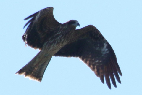 トリミング 2015/12月 TAMRONsp70-300+7D2 焦点距離300mm F9 ss1/1250 ISO320 Case3