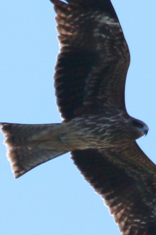 トリミング 2015/12月 TAMRONsp70-300+7D2 焦点距離300mm F9 ss1/1250 ISO320 Case3